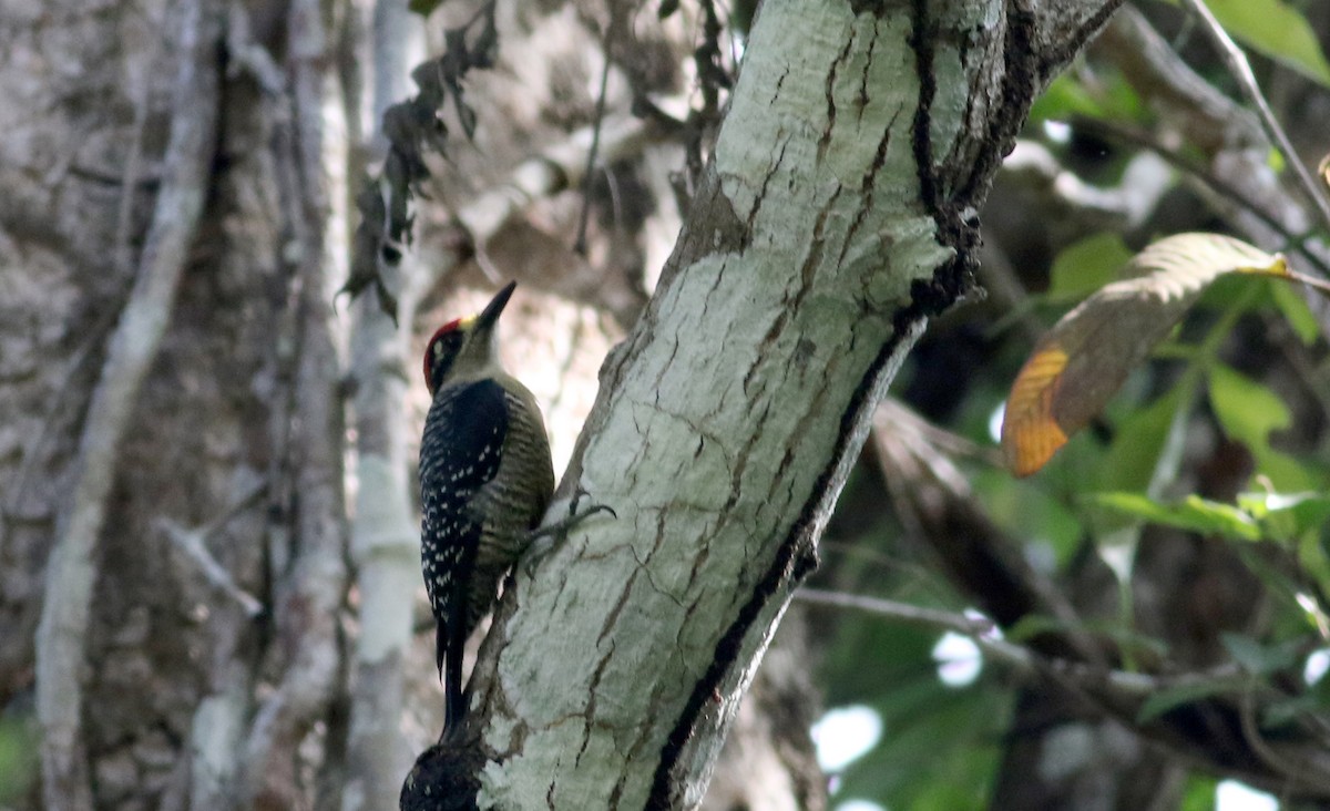 Black-cheeked Woodpecker - ML81726021