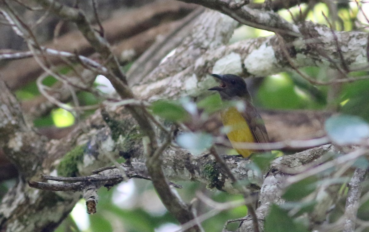 Black-throated Shrike-Tanager - ML81726121