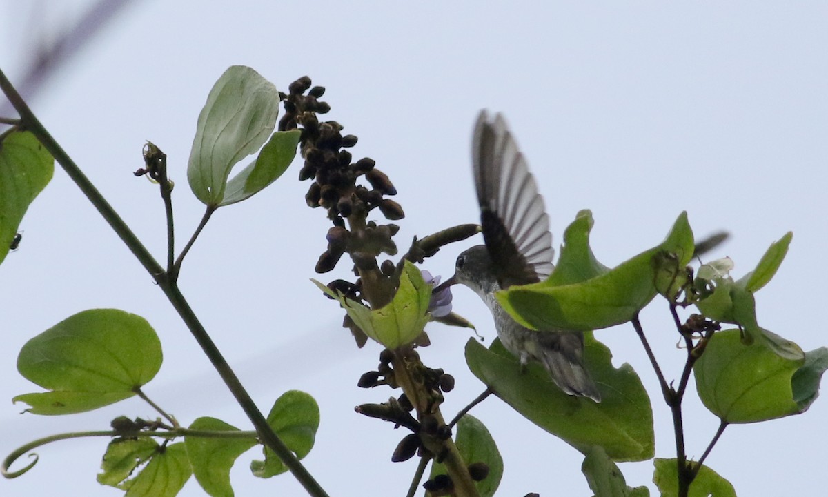 kolibřík helikóniový - ML81726551