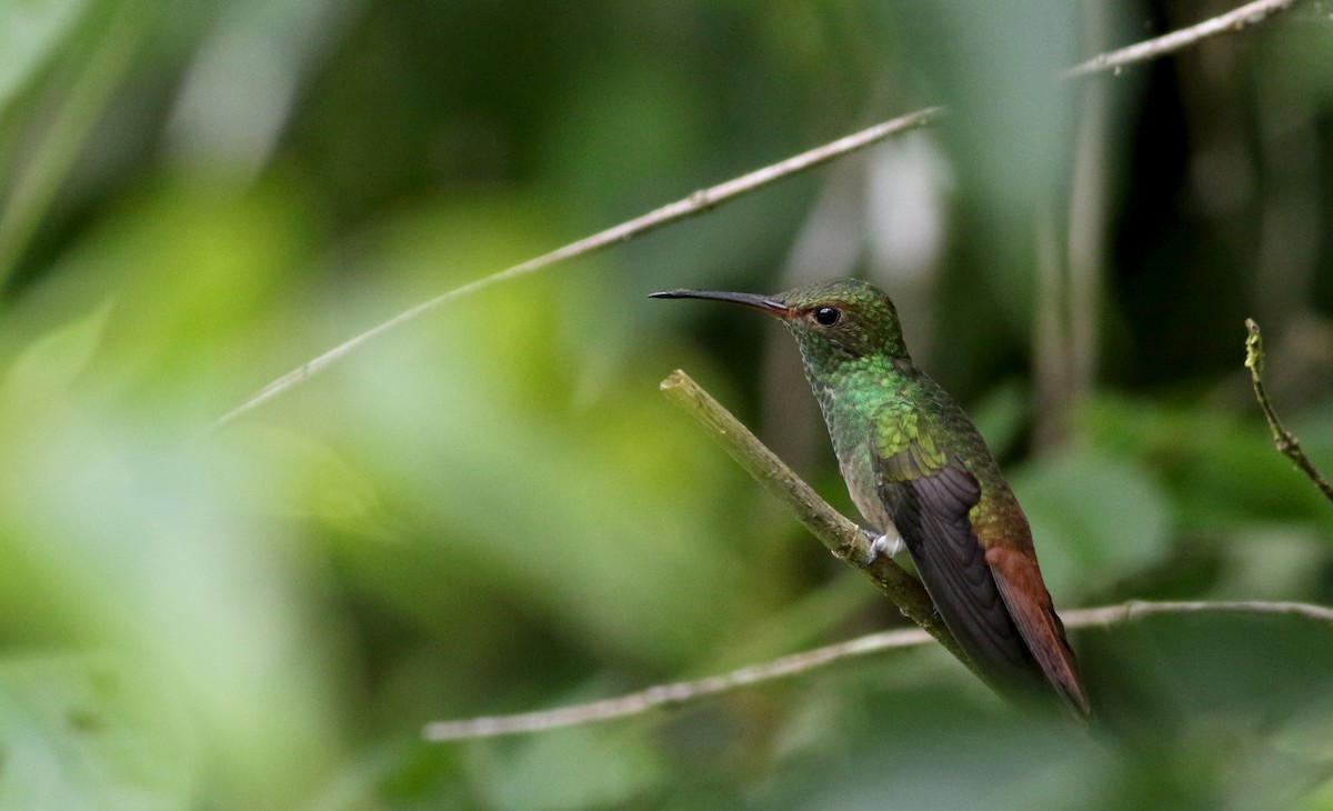 Rufous-tailed Hummingbird (Rufous-tailed) - Jay McGowan