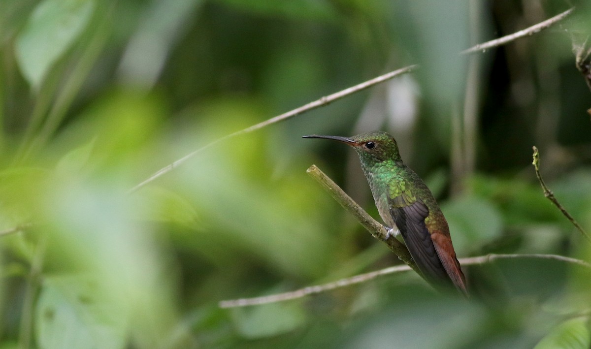 Rufous-tailed Hummingbird (Rufous-tailed) - Jay McGowan