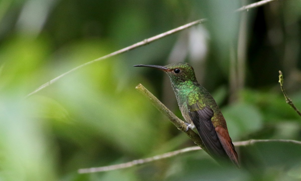 Rufous-tailed Hummingbird (Rufous-tailed) - ML81726951