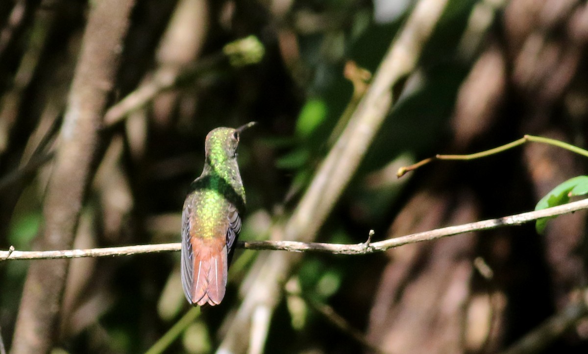 Rufous-tailed Hummingbird (Rufous-tailed) - ML81726981
