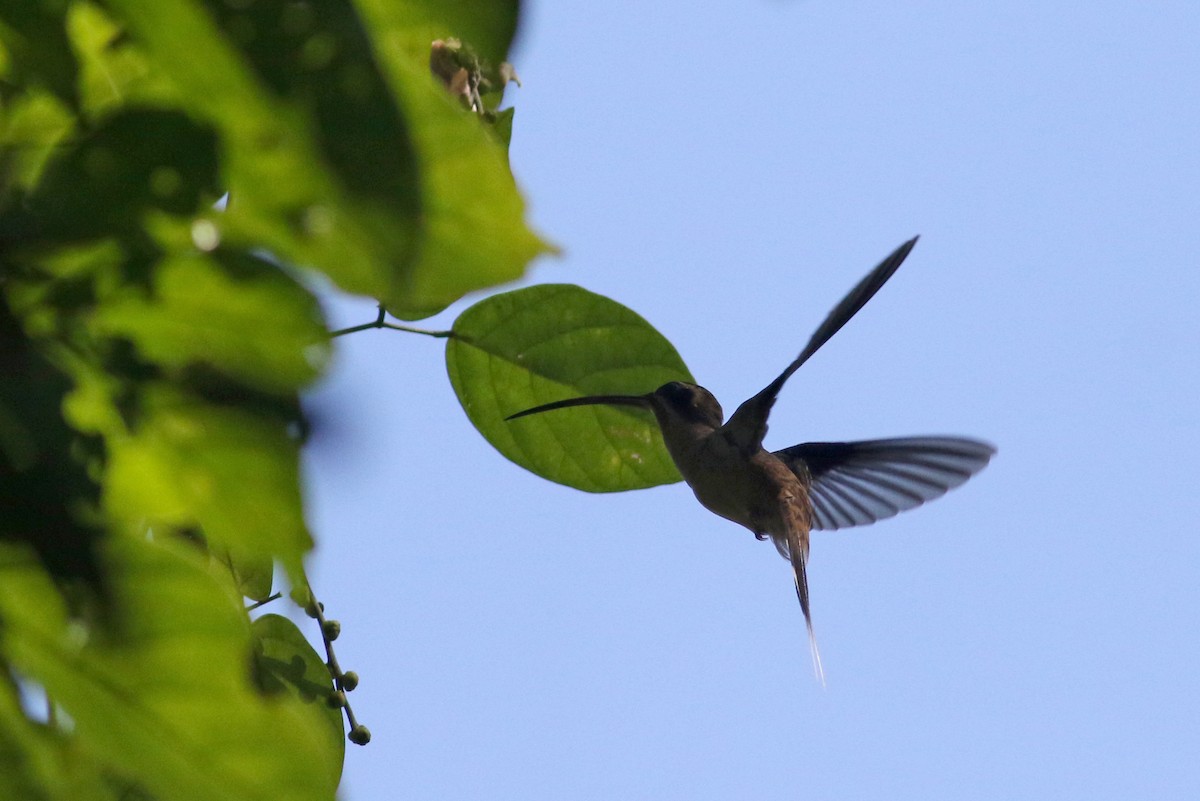Long-billed Hermit (Central American) - ML81727401