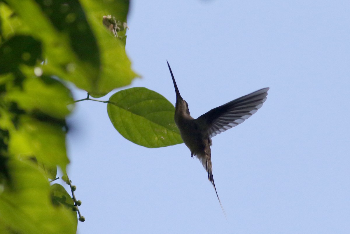 Long-billed Hermit (Central American) - ML81727551