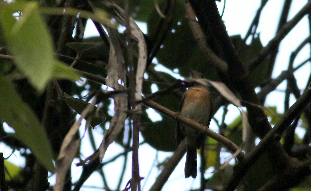 Gray-throated Chat - ML81727881