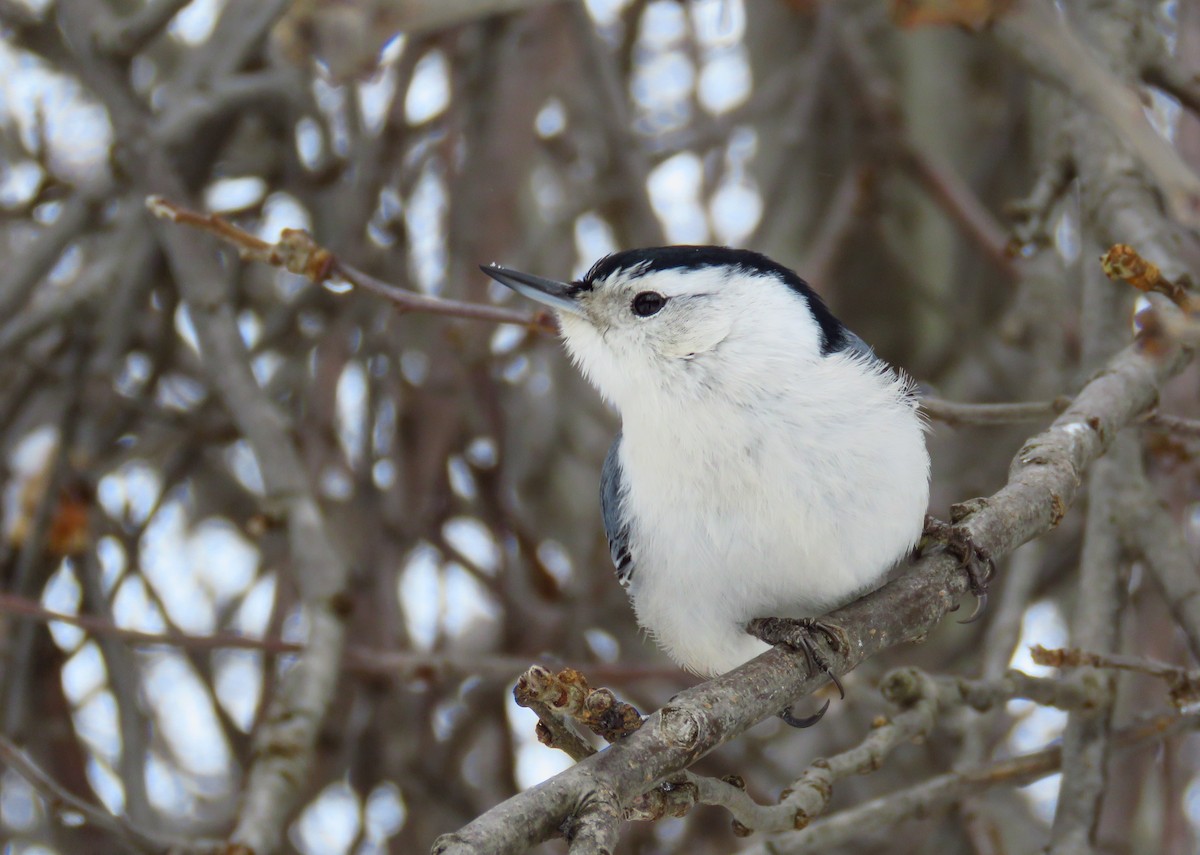 White-breasted Nuthatch - ML81729241