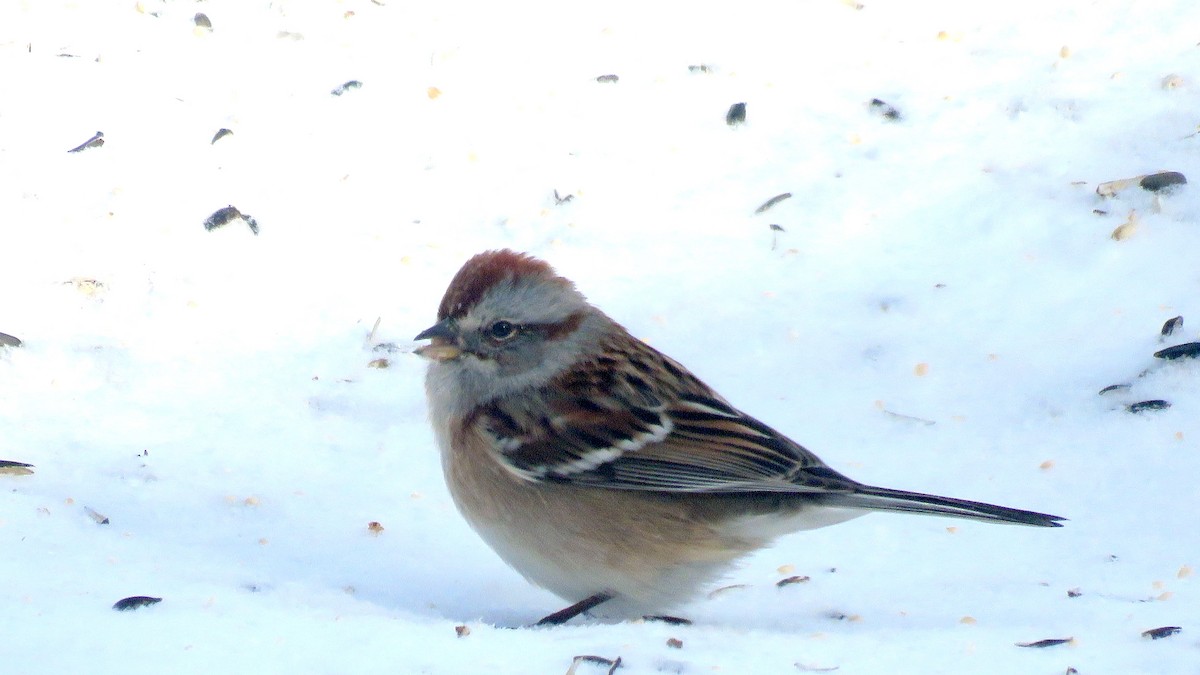 American Tree Sparrow - Leslie Ferree