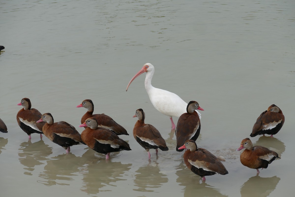 ibis bílý - ML81734621
