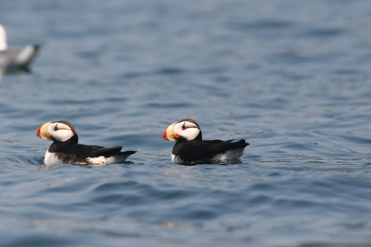 Horned Puffin - ML81735411