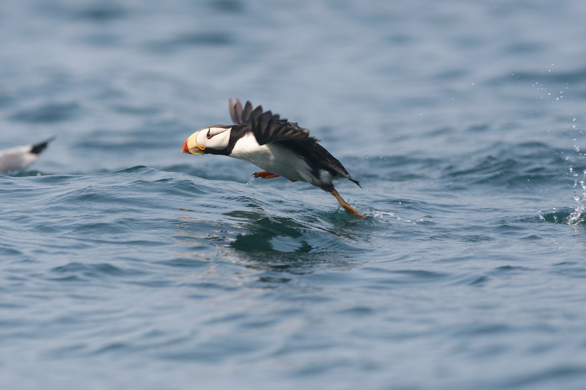 Horned Puffin - ML81735421