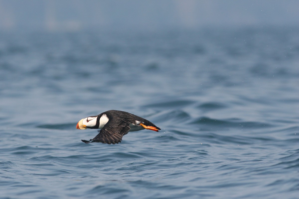 Horned Puffin - ML81735431