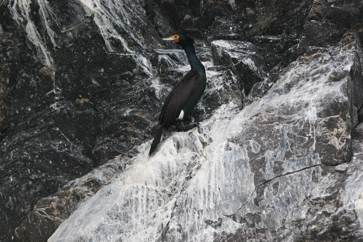 Red-faced Cormorant - ML81735861