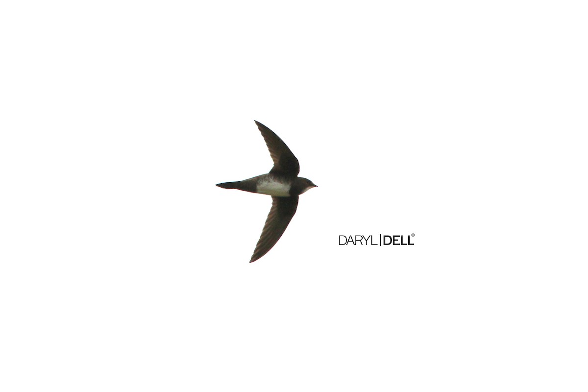 Alpine Swift - Daryl Dell