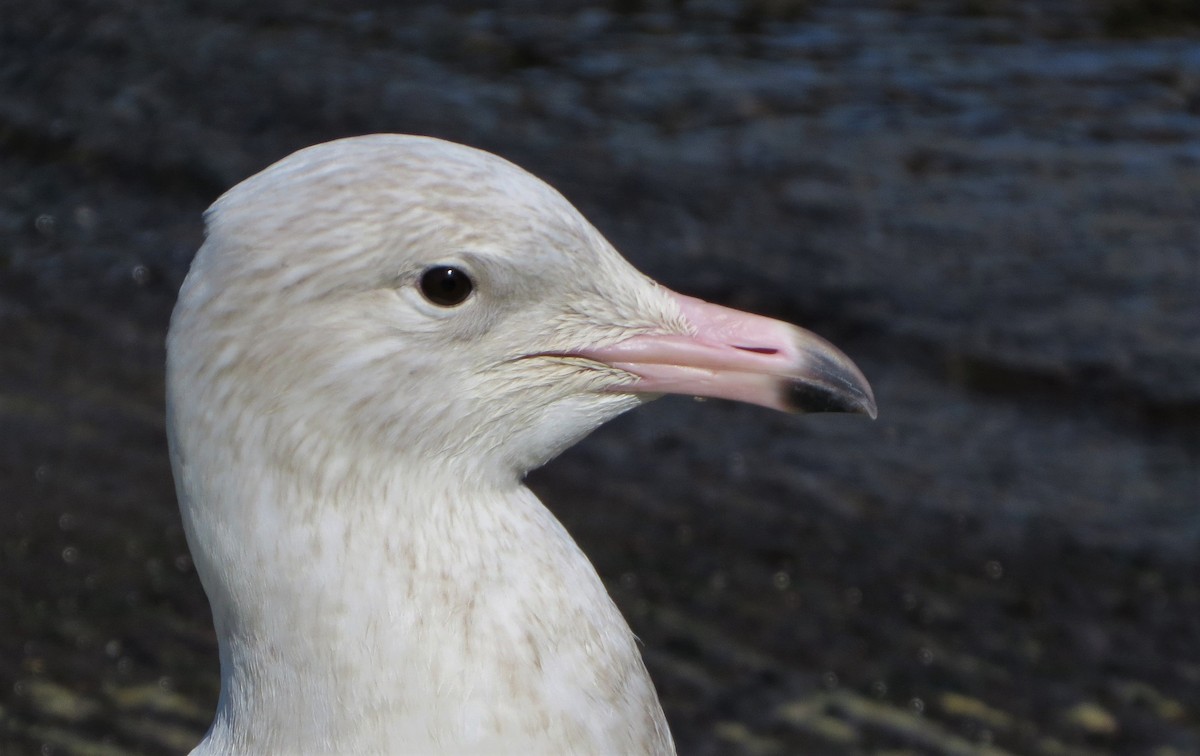 Glaucous Gull - Susan Young