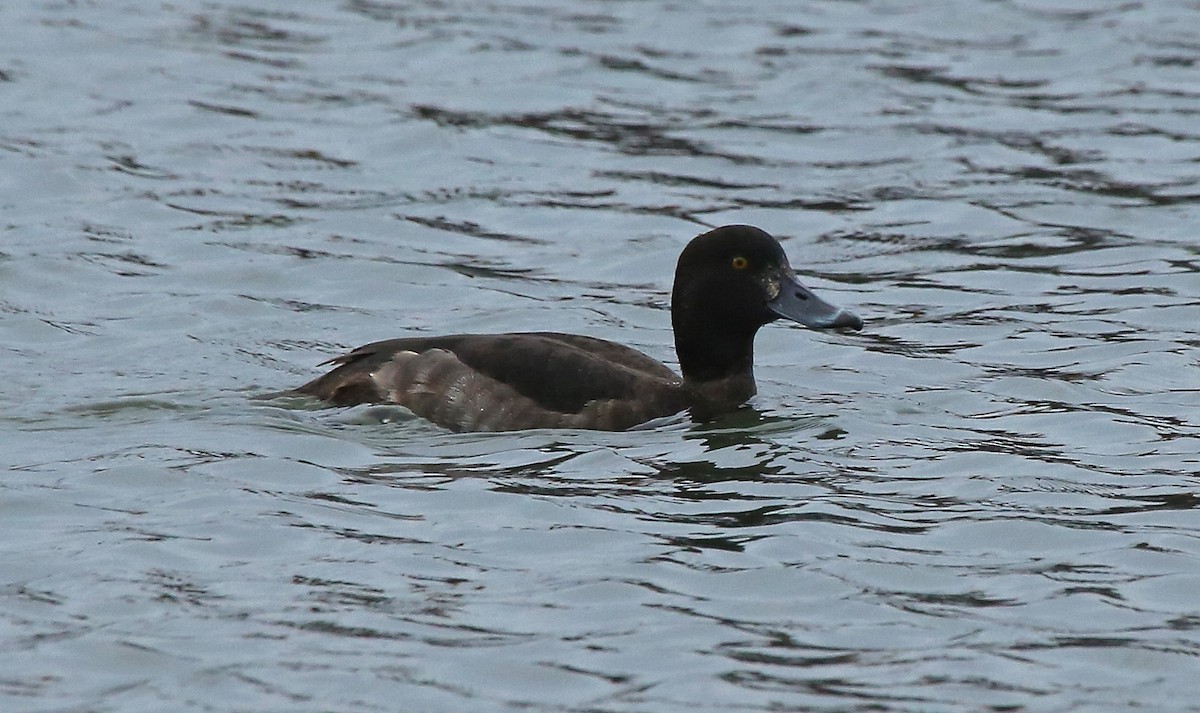 Tufted Duck - ML81741211