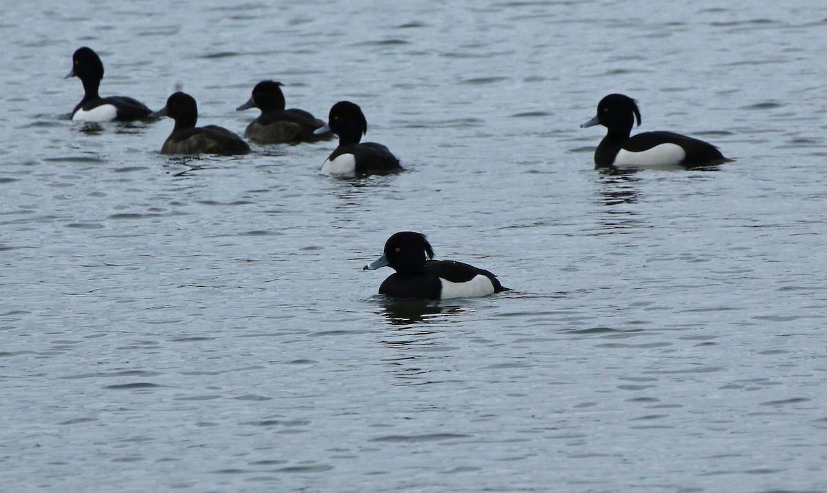 Tufted Duck - ML81741231