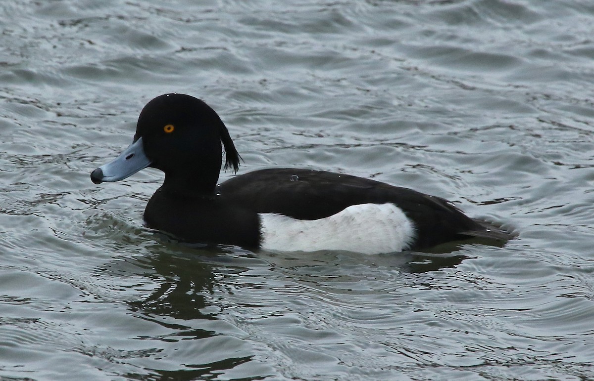 Tufted Duck - ML81741281