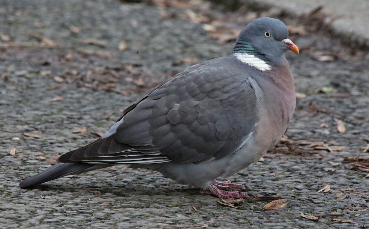 Common Wood-Pigeon - Paul Chapman