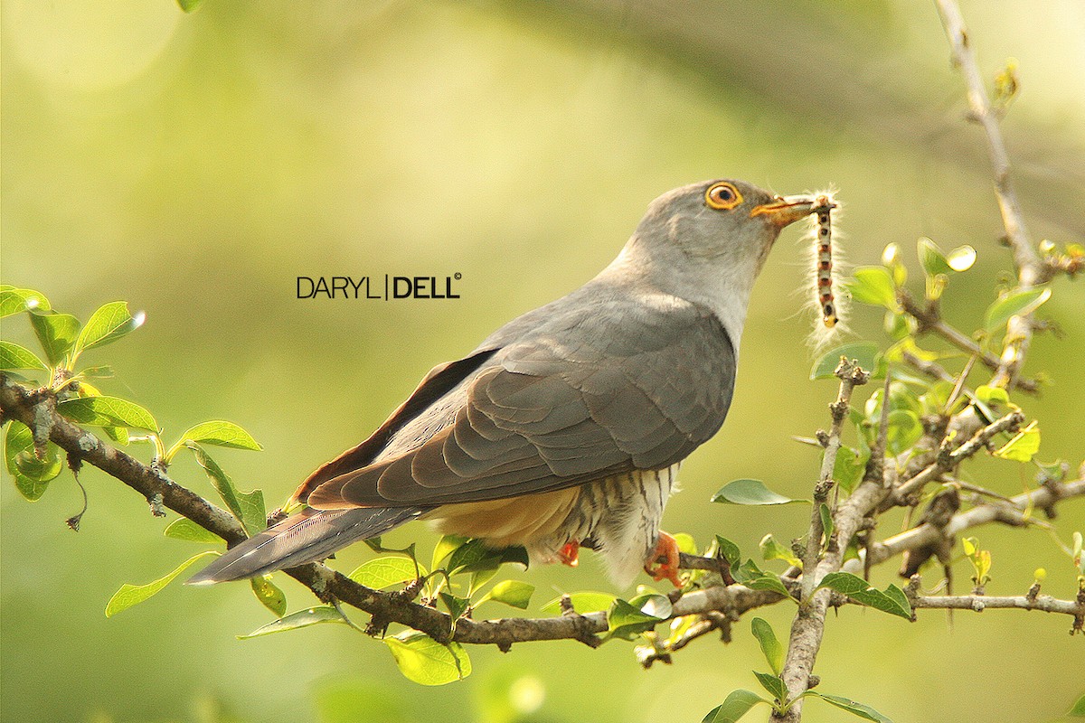 Madagascar Cuckoo - Daryl Dell