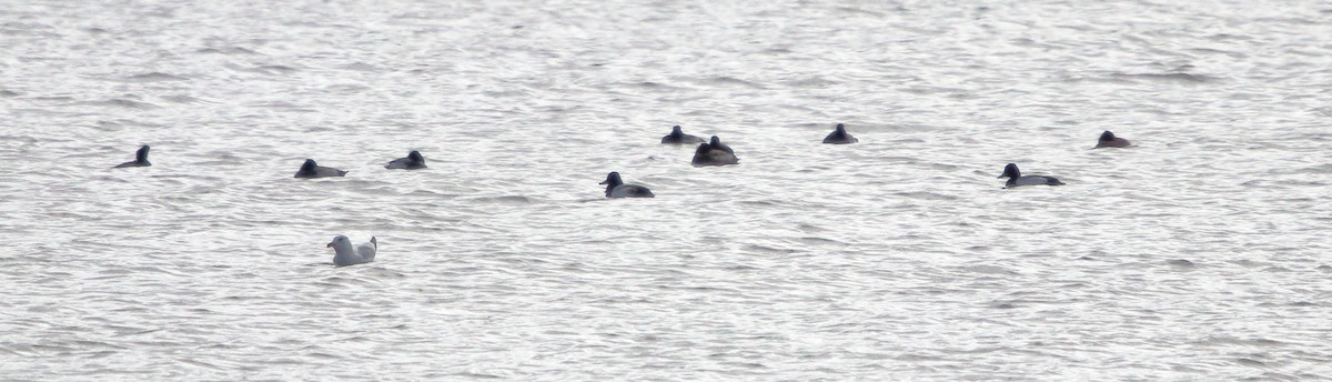 Greater/Lesser Scaup - ML81742841