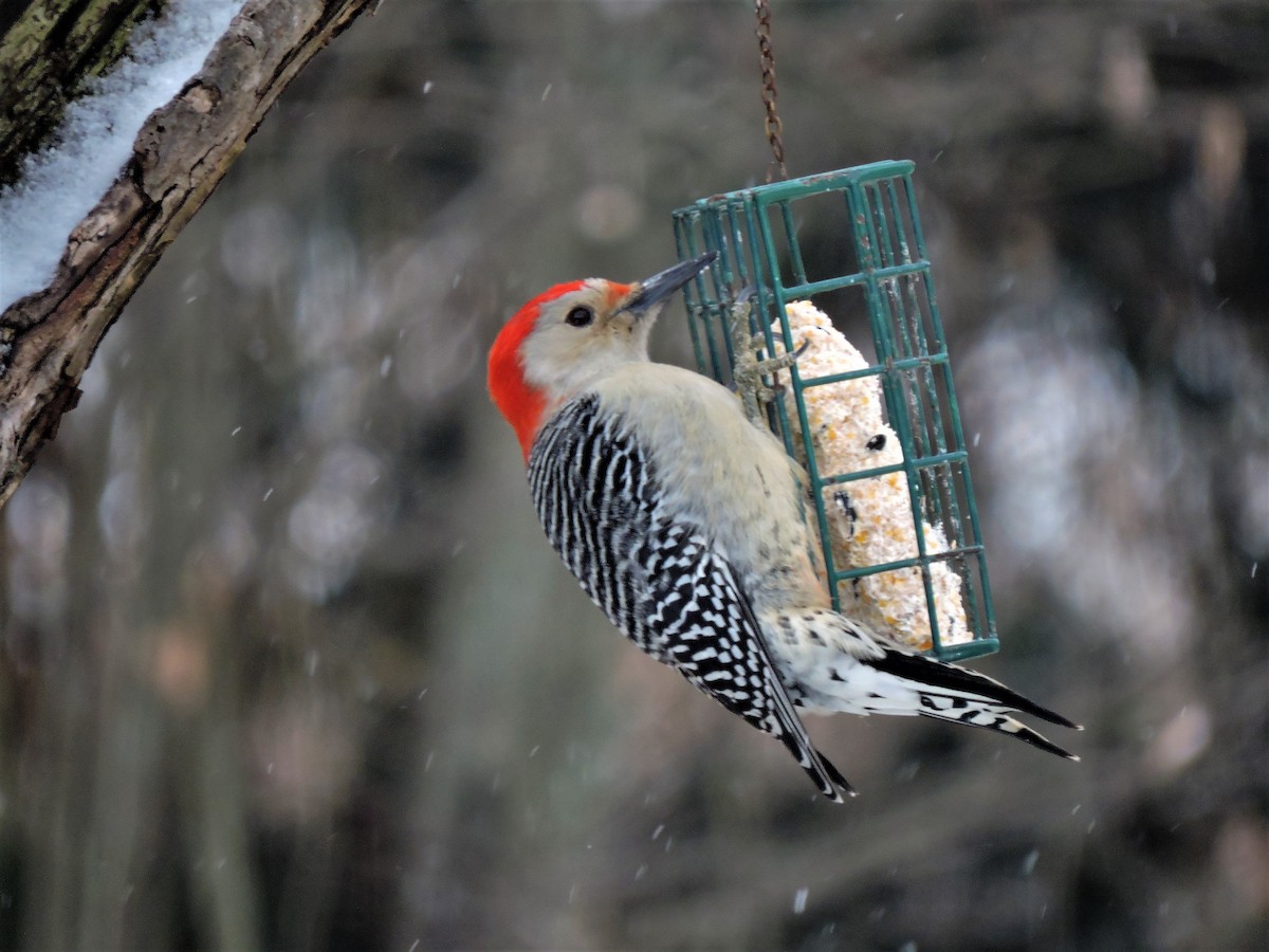 Red-bellied Woodpecker - Eric Michael