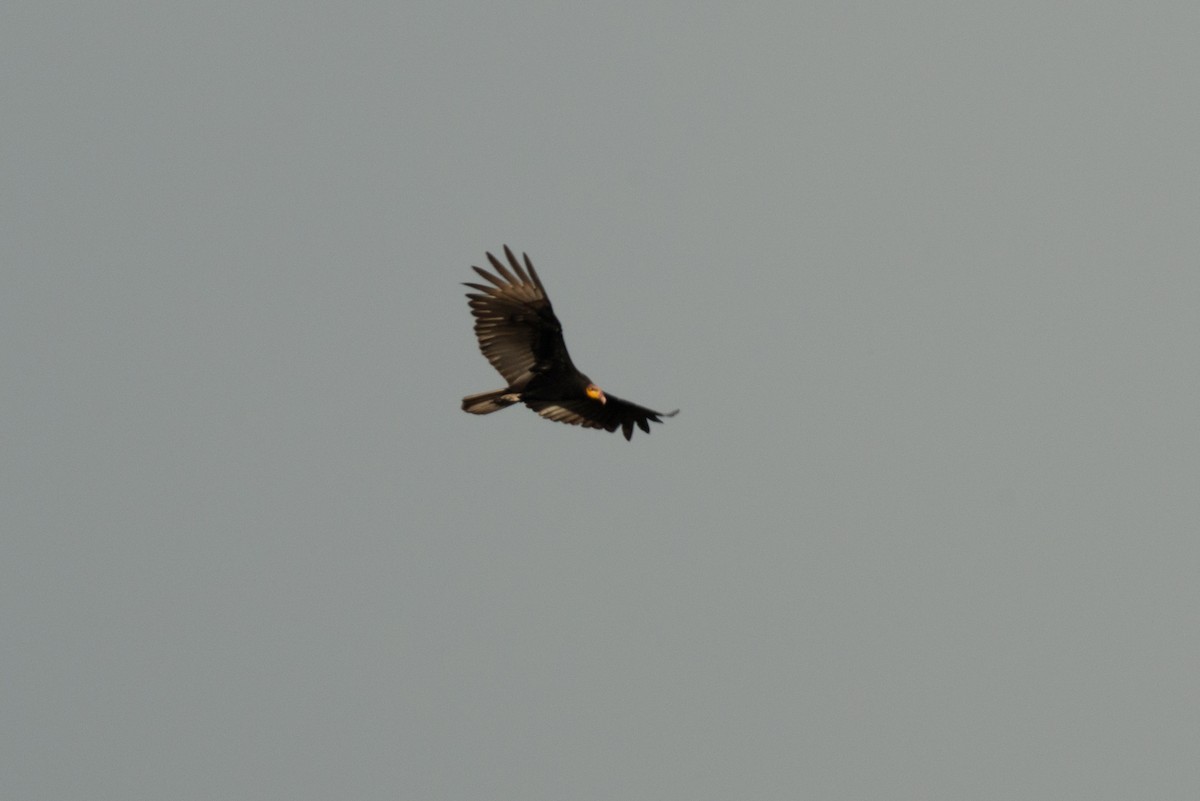 Greater Yellow-headed Vulture - ML81748331
