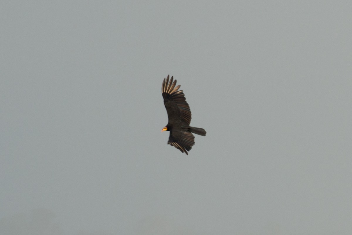 Greater Yellow-headed Vulture - ML81748431