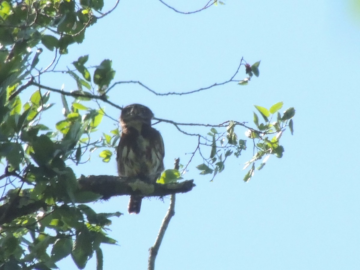 Northern Pygmy-Owl (Guatemalan) - Pablo Chumil Birding Guatemala