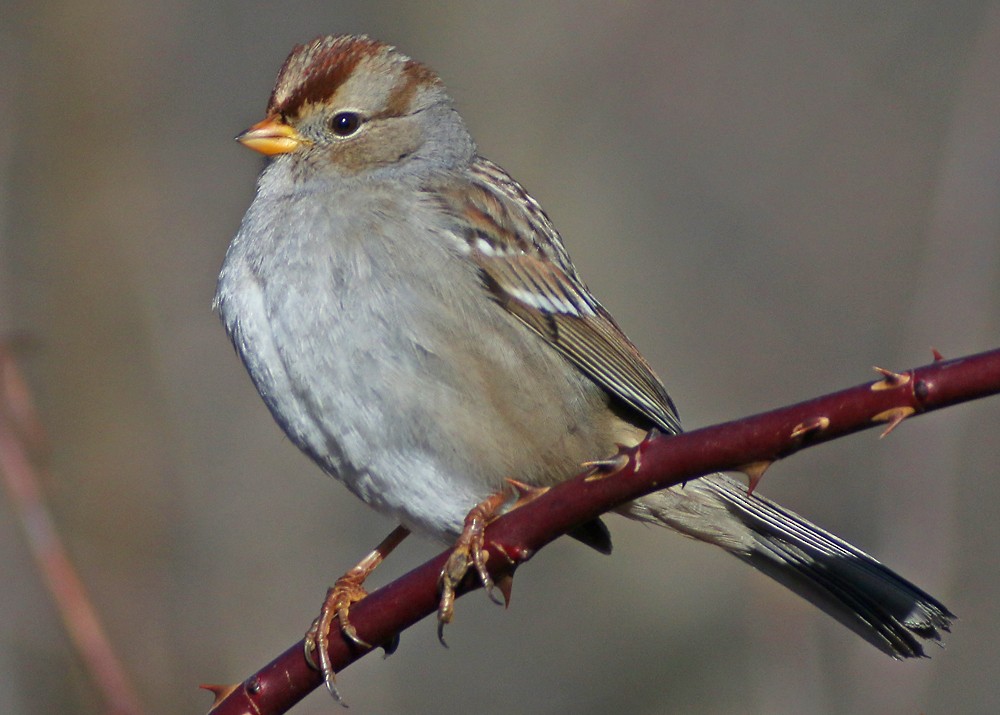 White-crowned Sparrow (Gambel's) - Corey Finger