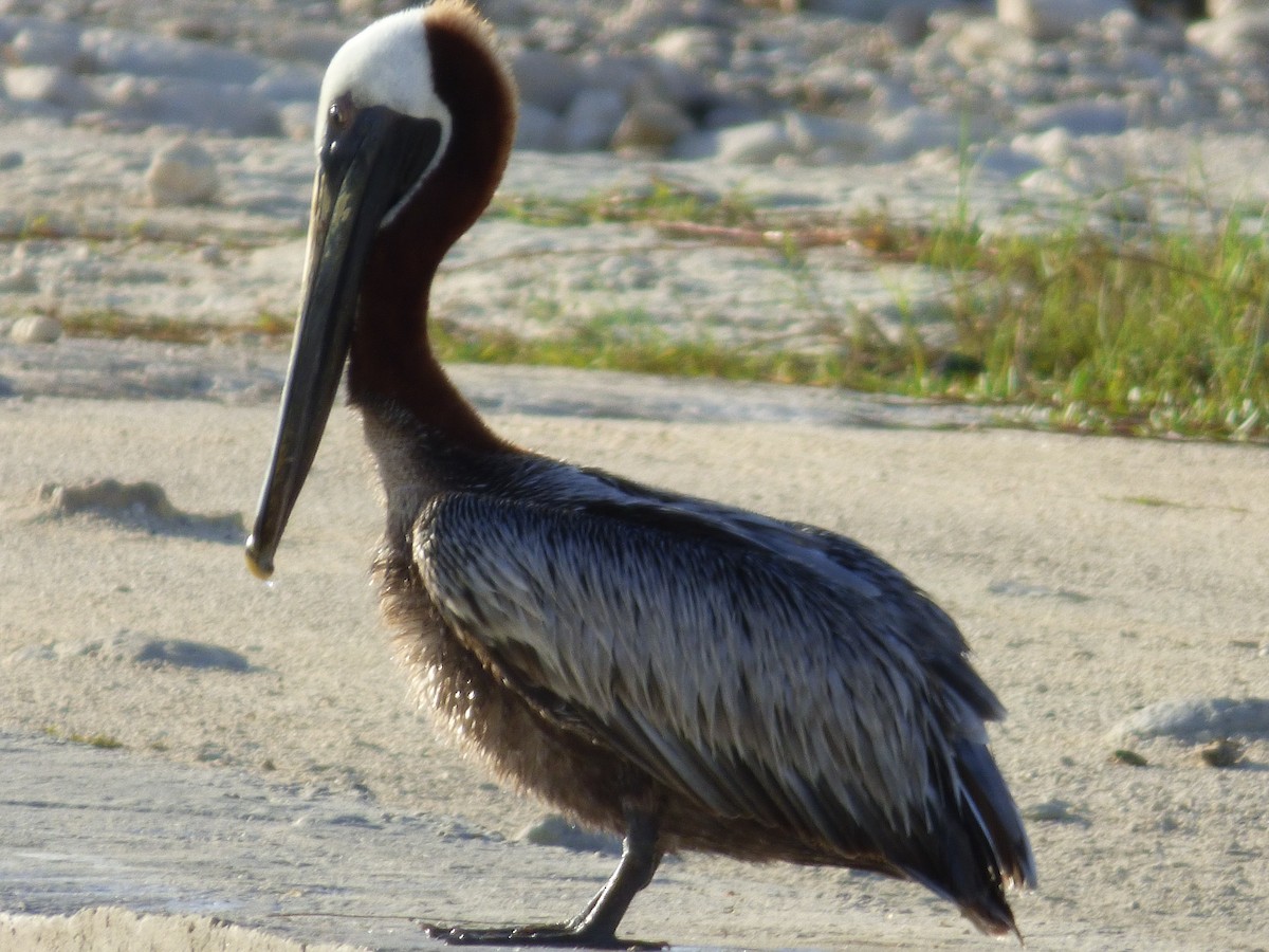 Brown Pelican - Tarra Lindo