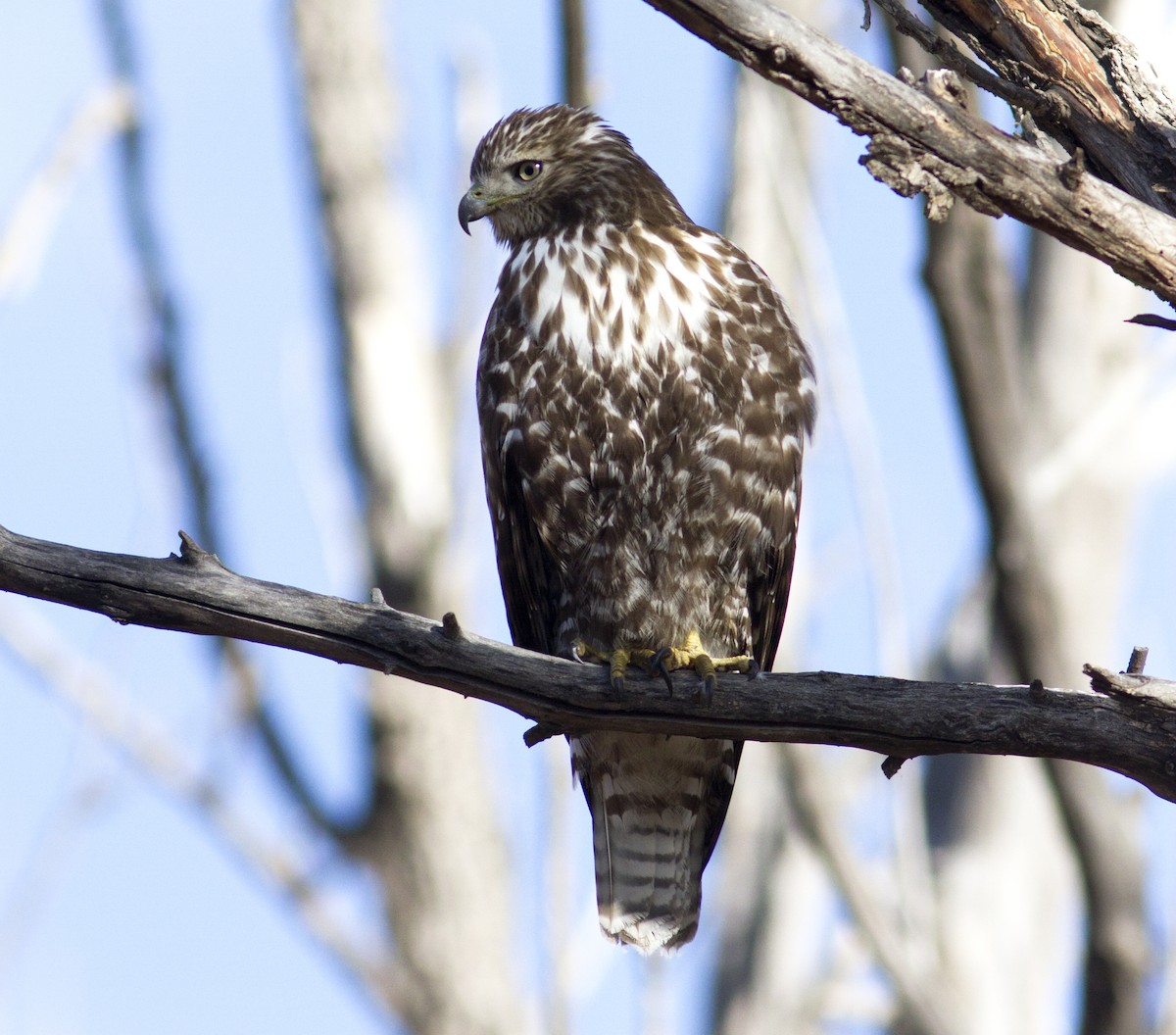 Red-tailed Hawk - ML81752301
