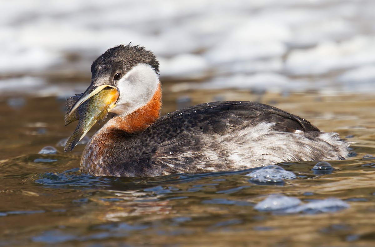 Red-necked Grebe - ML81753051