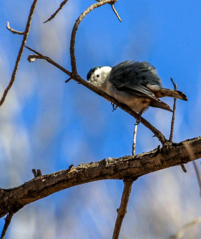White-breasted Nuthatch - ML81754411