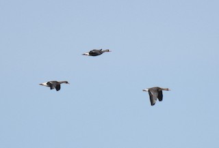 Greater White-fronted Goose, ML81755461