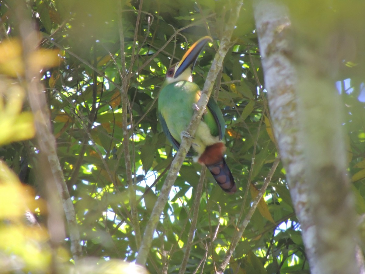 Northern Emerald-Toucanet - Pablo Chumil Birding Guatemala