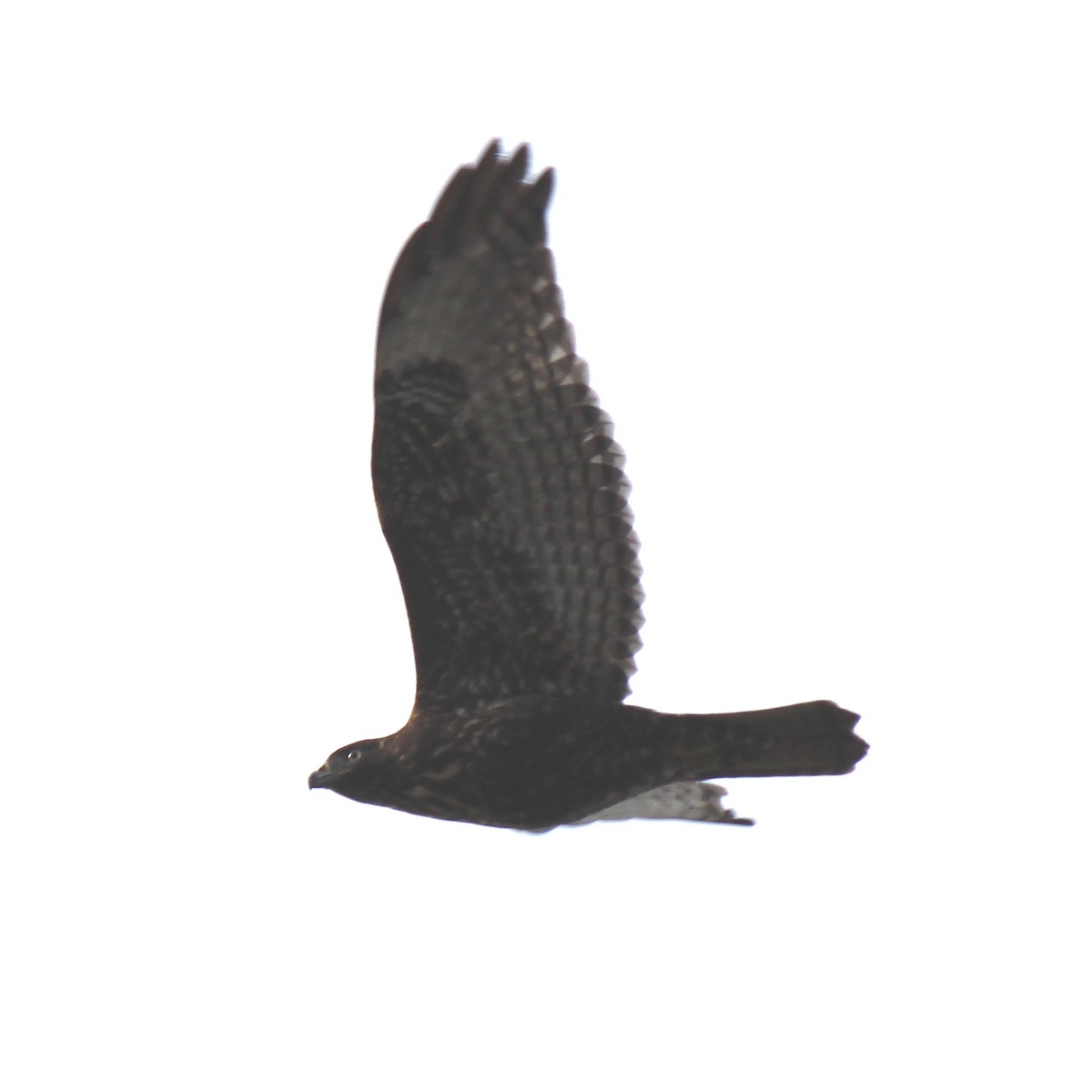 Red-tailed Hawk (Harlan's) - ML81755891