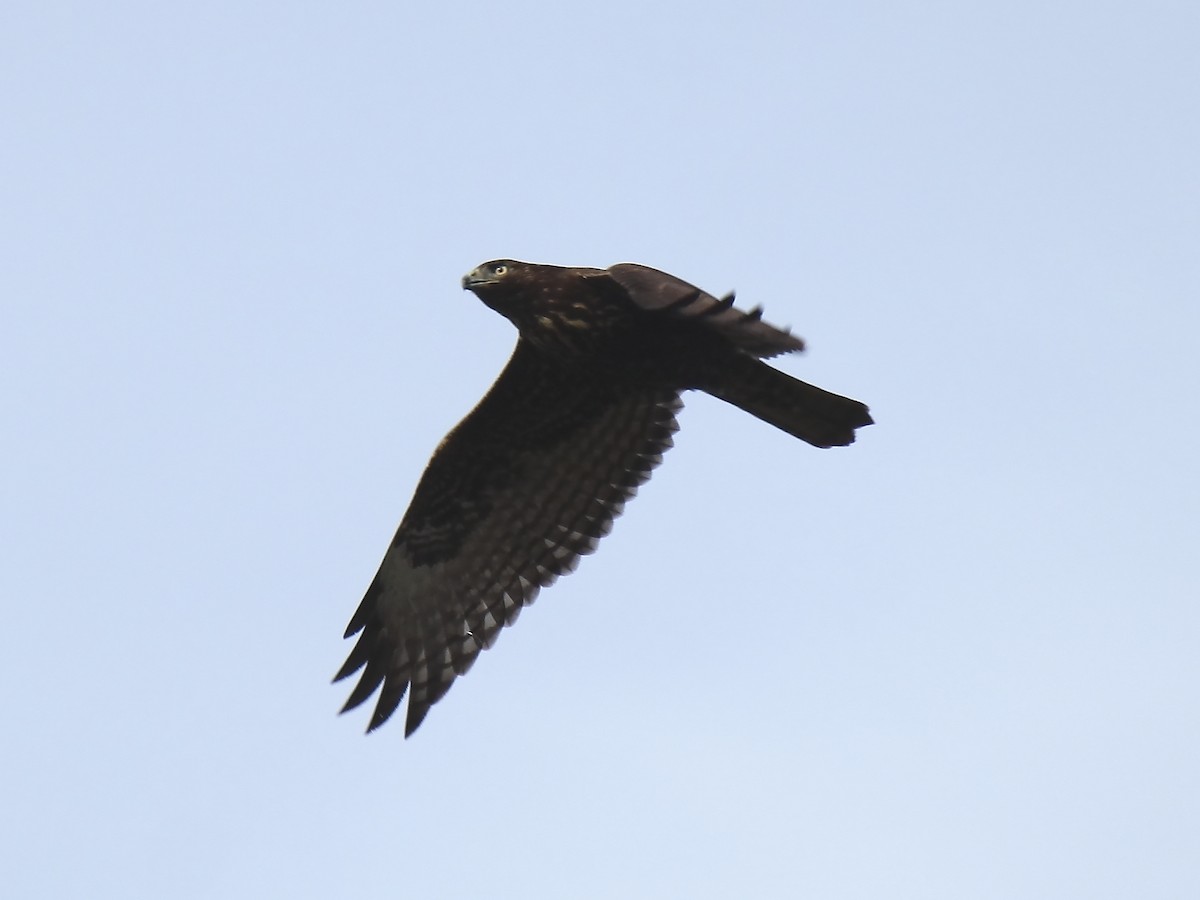 Red-tailed Hawk (Harlan's) - ML81755931