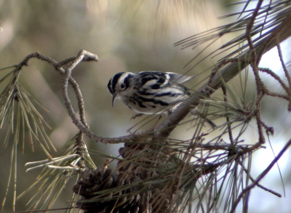 Black-and-white Warbler - ML81757411