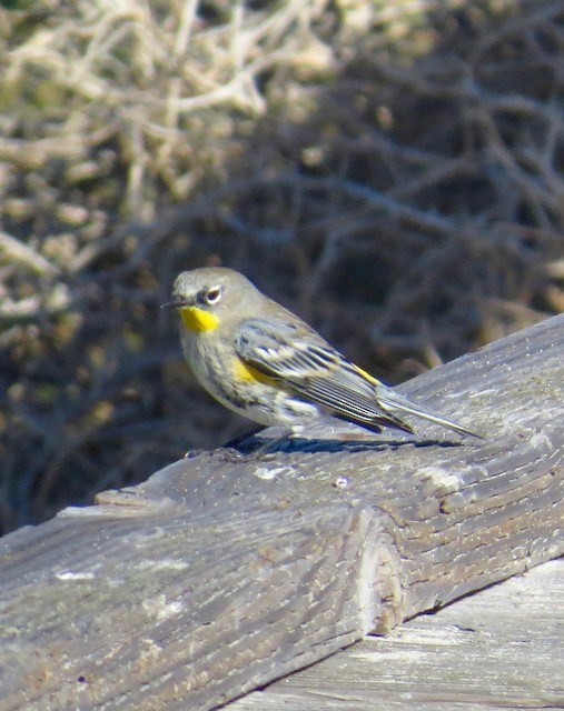 Yellow-rumped Warbler (Audubon's) - Don Glasco