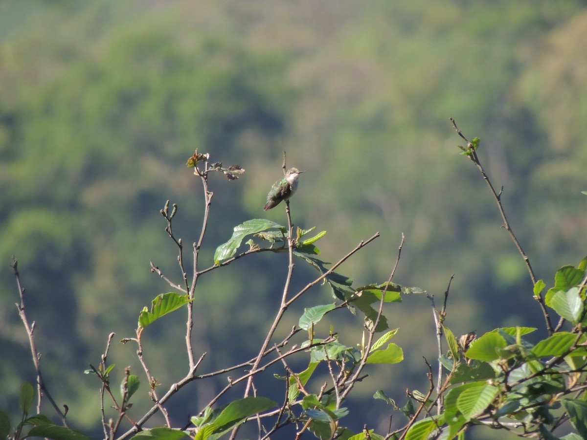 Ruby-throated Hummingbird - Pablo Chumil Birding Guatemala