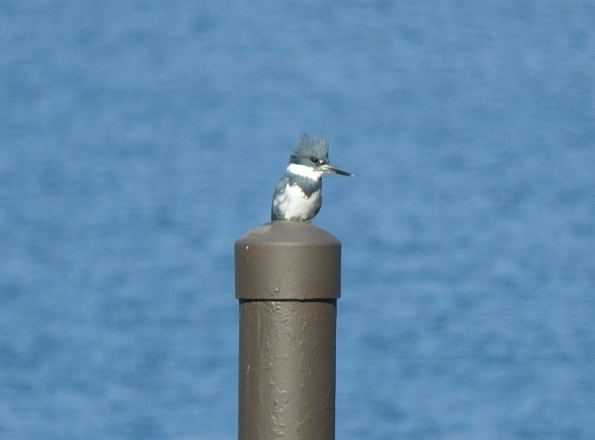 Belted Kingfisher - ML81758871