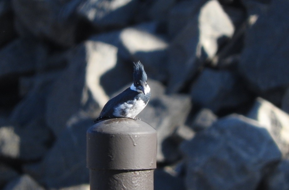 Belted Kingfisher - ML81758881
