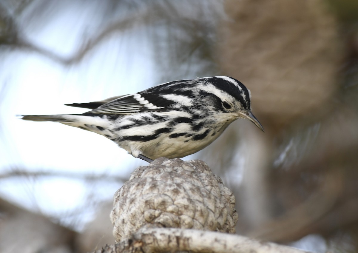 Black-and-white Warbler - ML81759601