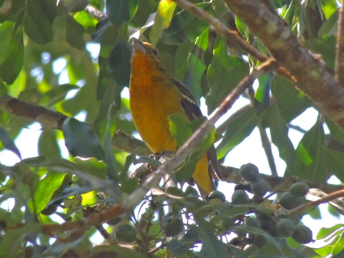 Flame-colored Tanager - Pablo Chumil Birding Guatemala