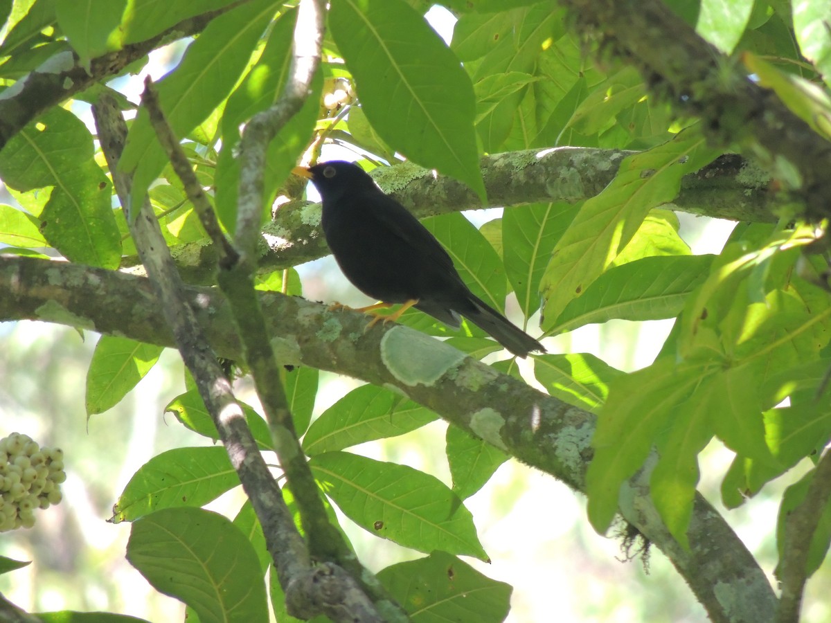 Black Thrush - Pablo Chumil Birding Guatemala