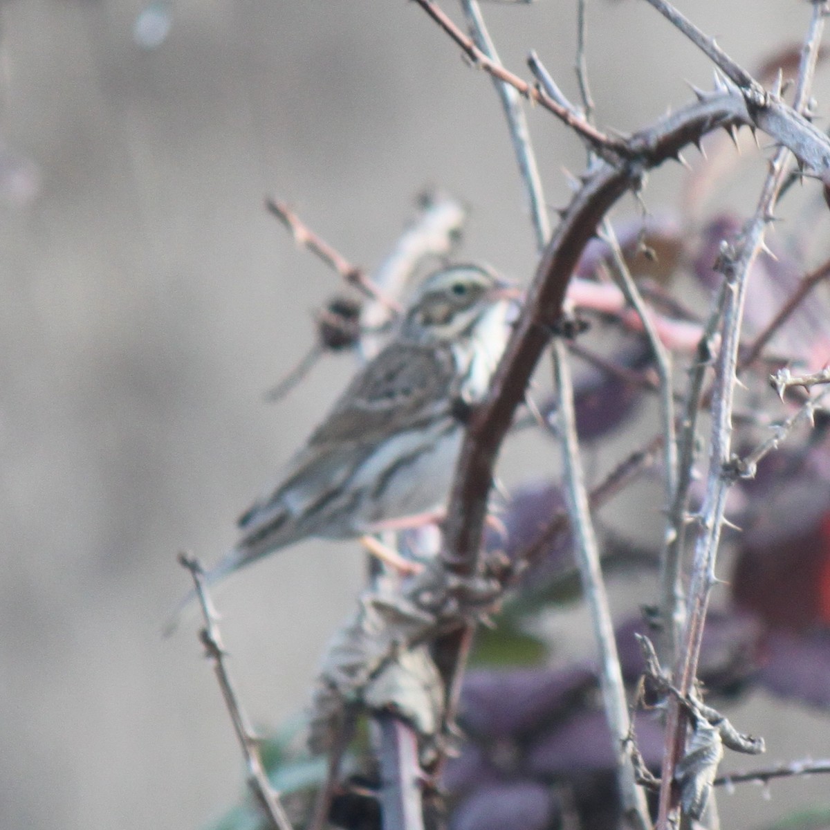 Savannah Sparrow (Savannah) - Philip Kline