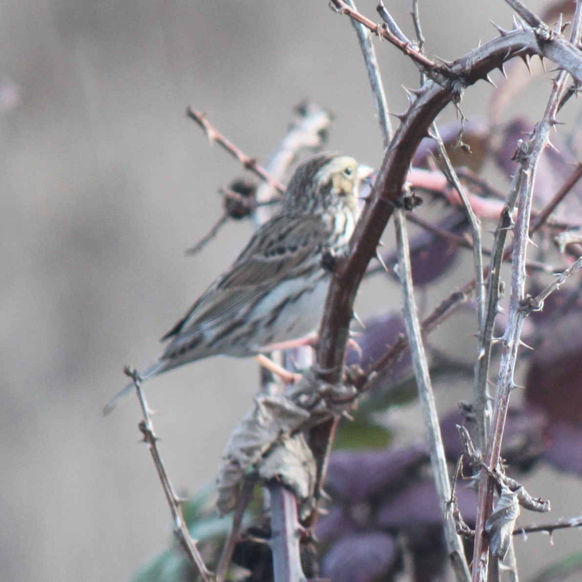 Savannah Sparrow (Savannah) - ML81762501