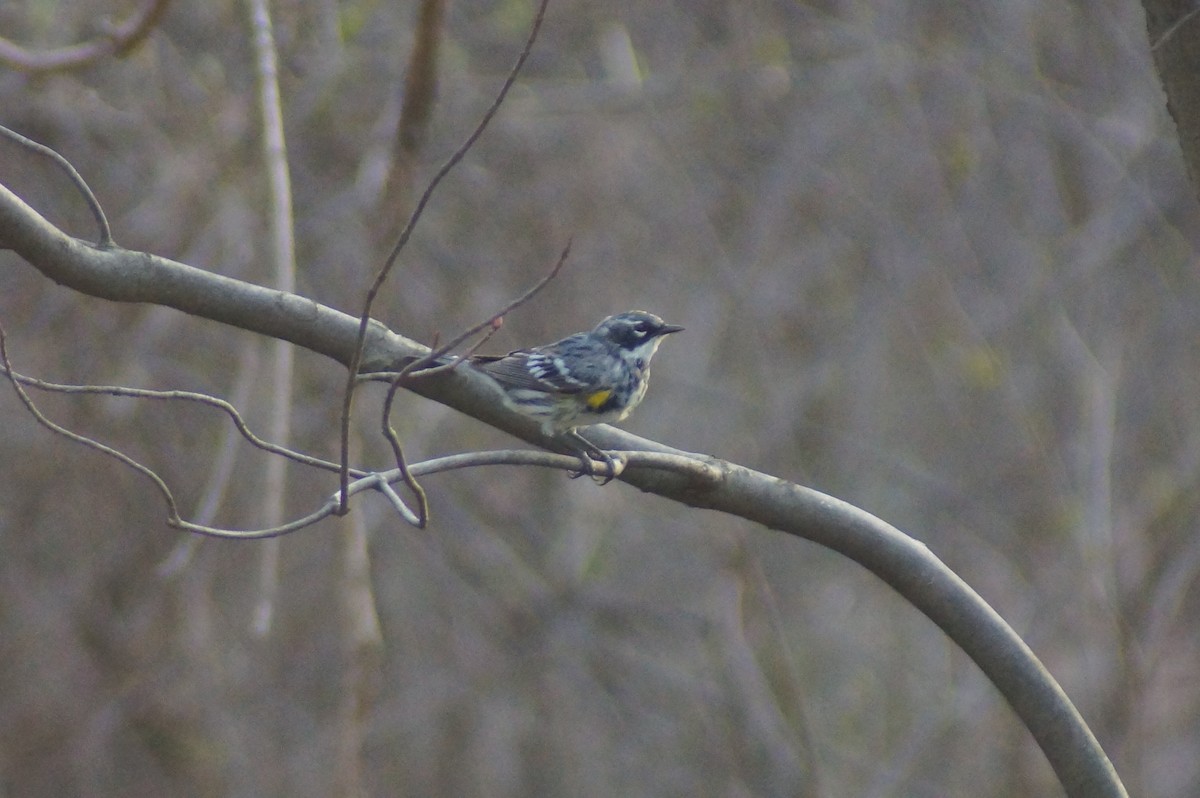 Yellow-rumped Warbler (Myrtle) - ML81762601