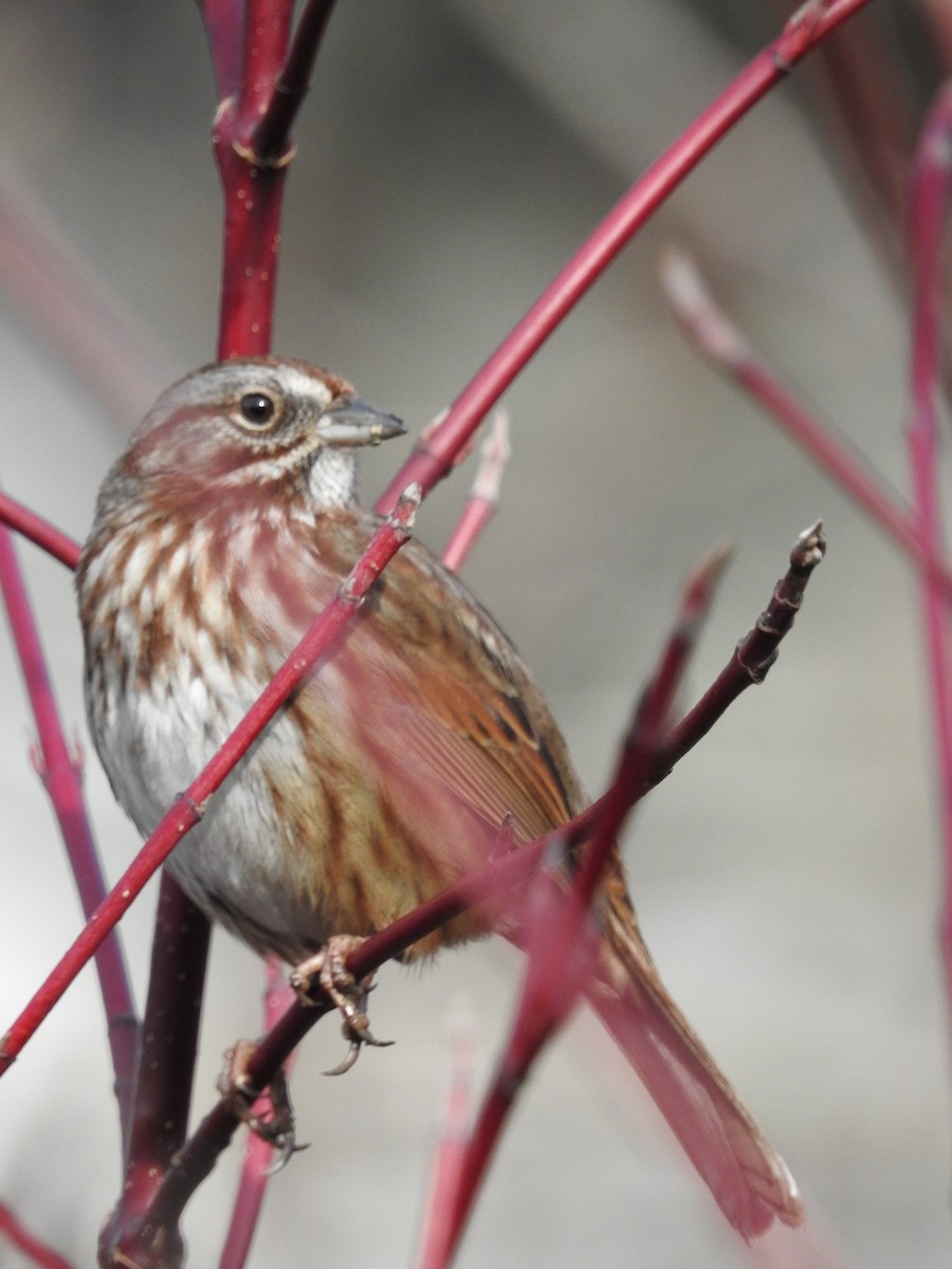 Song Sparrow - Anna Pickering